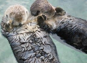 Sea otters holding hands to keep from drifting away from each other while sleeping