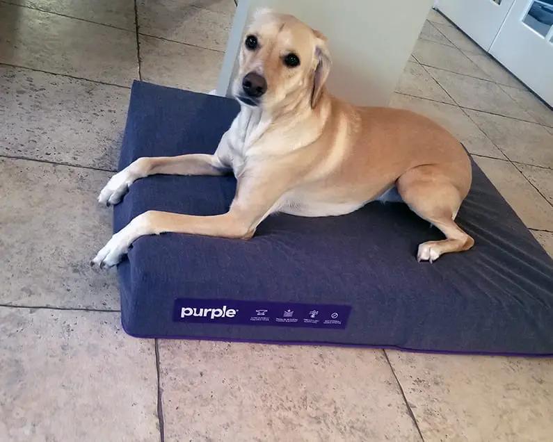 purple pet bed