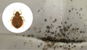 bed bug on mattress