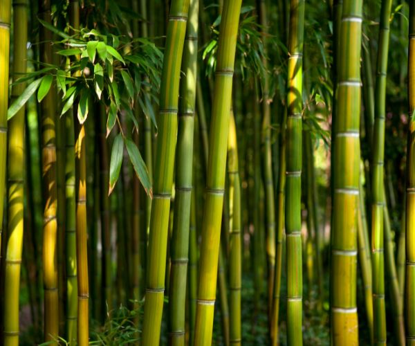 What Is Viscose From Bamboo | November 2025 what is viscose from bamboo