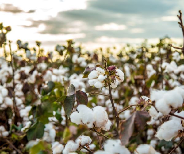 Cotton vs Organic Cotton | November 2025 difference between cotton and organic cotton