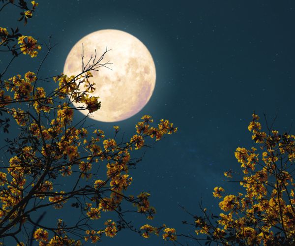 Can't Sleep During Full Moon | Causes, Science, and Solutions | November 2025 Can't sleep during full moon